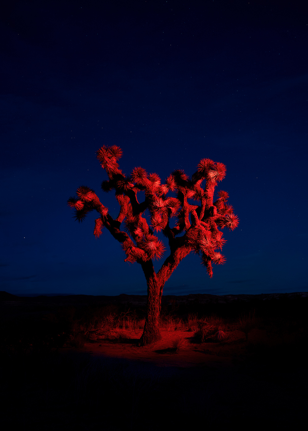 Yucca Brevifolia